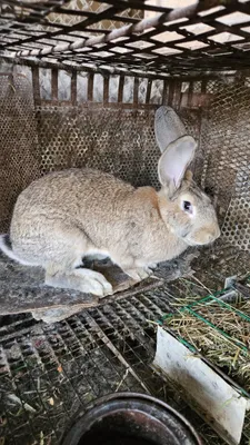 Кролики молодые самки