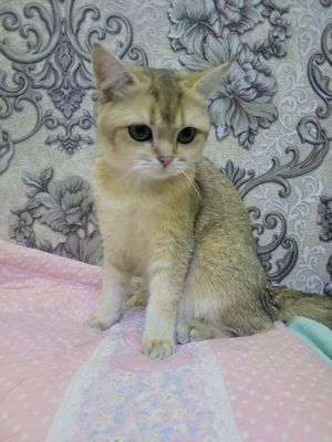 Британская шиншила