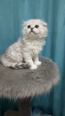 Продаётся скоттиш-фолд мальчик чистокровный шотландец