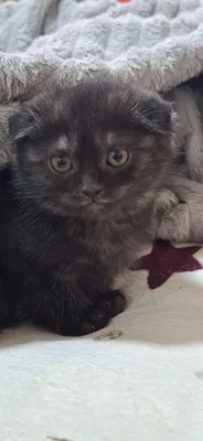 Котенок скотиш фолд