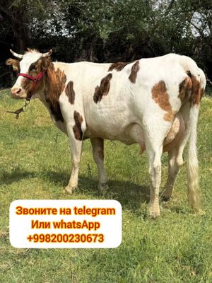 Продам корову с теленком