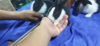 Quyon bollari sotiladi galland panda