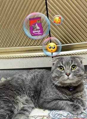 Scottish Fold Shorthair