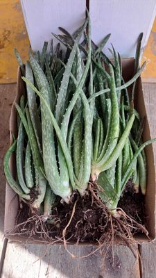 Алоэ вера гули кучатлари