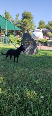 Сотувда Шарқий Европа Оровчарка зотли кучук!