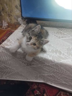 Отдаю котёнка в хорошие руки