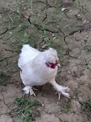 Yapon hoʻroz sotiladi 3ta qoldi