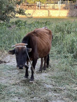 Qisr mol oldida bolasi yo’q 3 ta tug’gan rangi qizg’ish