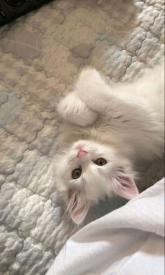Кошка девочка 4 годика всё кушает даю  на хорошые руки