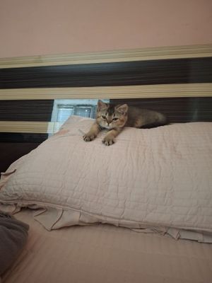 Zalatistiy shinshilla sotiladi!..