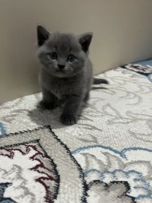 Britanski Fold sotiladi srochni