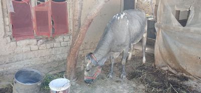 Mol sotiladi zottor yaxshi Sigir