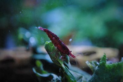 Креветка Красный огонь (Neocaridina Heteropoda var. Red Fire)