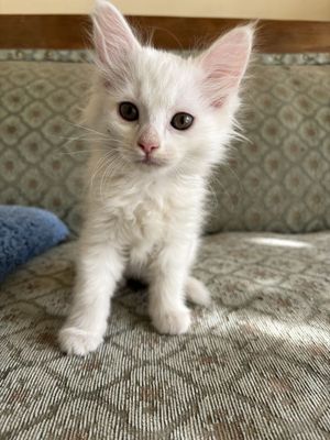 Кошка в добрые руки