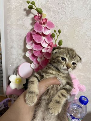Срочно скоттиш фолд мальчик