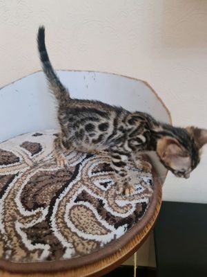Бенгальские катята