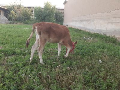 Buzoq g'unojin, sog'lom buyi 95 sm