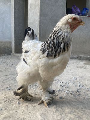 Brama Tovuqlari