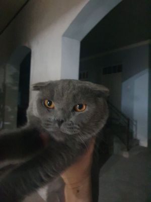Scotish fold erkak