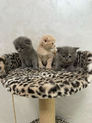 Британский скотиш фолд