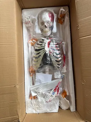 Skelet Anotomik 170 см.Анотомические скелет 170 см.