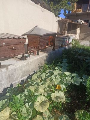 Asal ari 3ta oyla 4dona yawin sotiladi