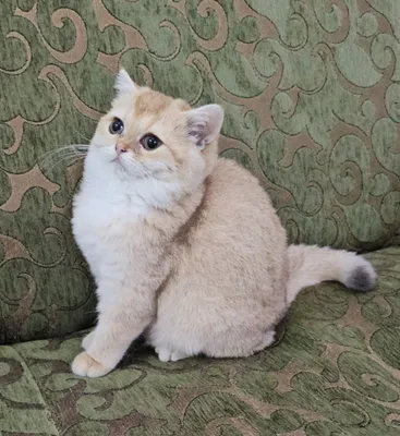 Zalatistaya shinshilla 11akras