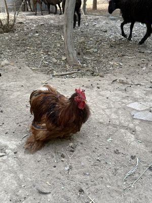 Choynak dekarativ kokoyen xorozlar sotiladi