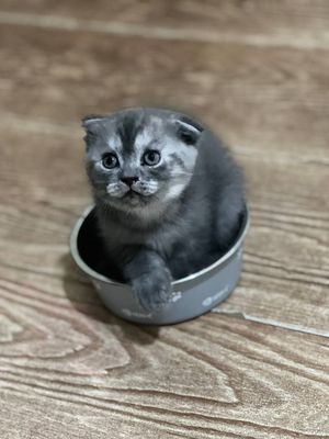 Продаётся кошки