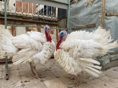 18 кглик куркалар сотилади