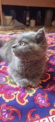 Котята британская