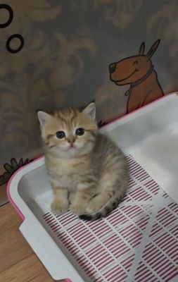 Золотой котенок табби