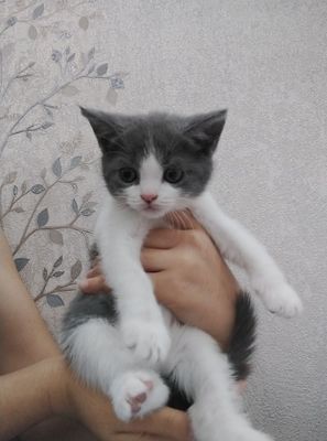 Шотландский прямоухи и вислоухие