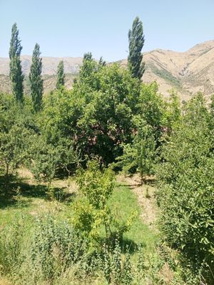 Dacha sotiladi yeri bilan Nanayda