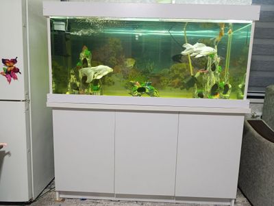 Akvarium 420 ltr harajat qimesz balig'lari bilan kelishamiz.