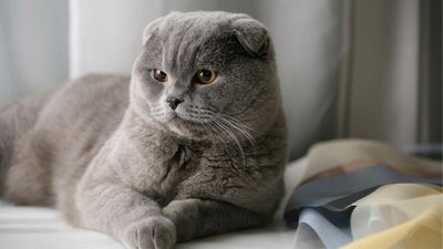 Продаются котёнки.