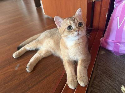 кот шиншилла золотистая