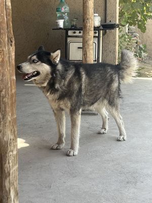 Siberian Husky