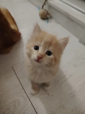 Продам милых котенков сибирской породы