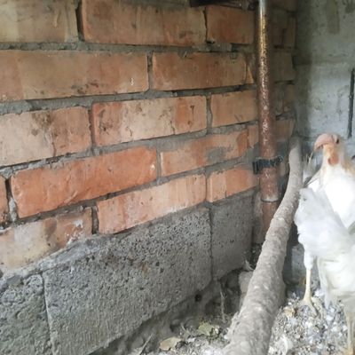 Tovuqlar sotiladi tuxumda narxi 300 ming som