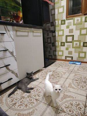 котёнок  Скотиш Страйт