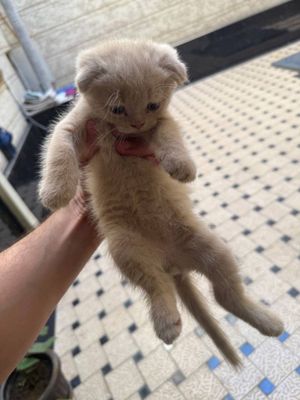 Британские Вислоухие котята