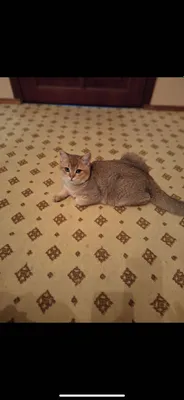 Британская шиншилла