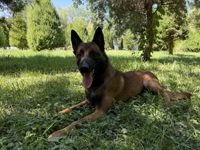 Вязка малинуа - кобель для вязки