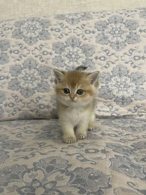 Британка (золотая шиншилла)