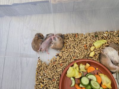 Продаётся сирийские хомяки королевский