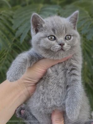 Продаются чистокровные , клубные Британцы
