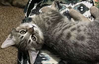 Котенок-мальчик в добрые руки