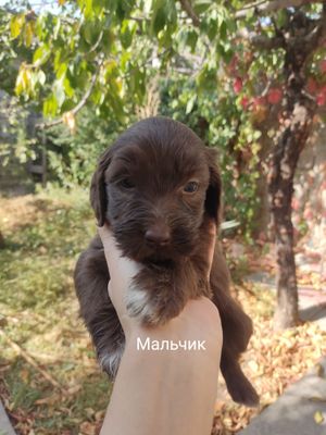 Отдам щенков в хорошие руки бесплатно