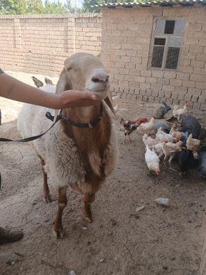 Qochqor Arashan 6 tish